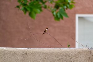 20200805HummingBirds027.jpg